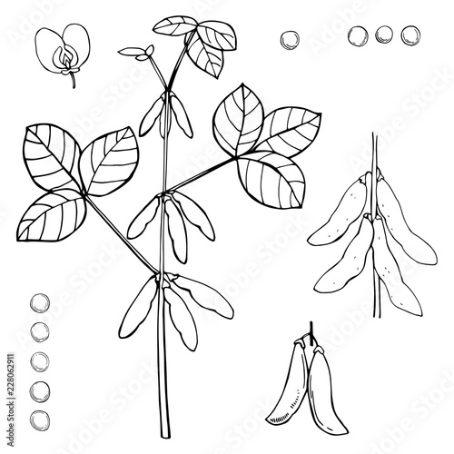 Hand drawn soybean plant on a white background. Vector sketch  illustration.