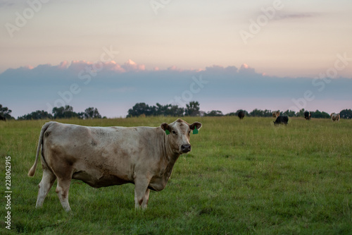 Beef herd in pasture at dusk © jackienix