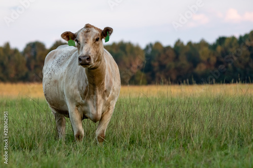 Charolais beef cow in knee-high grass © jackienix