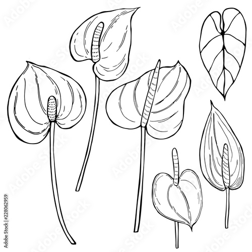 Hand  drawn tropical flowers.Anthurium.Vector sketch  illustration.