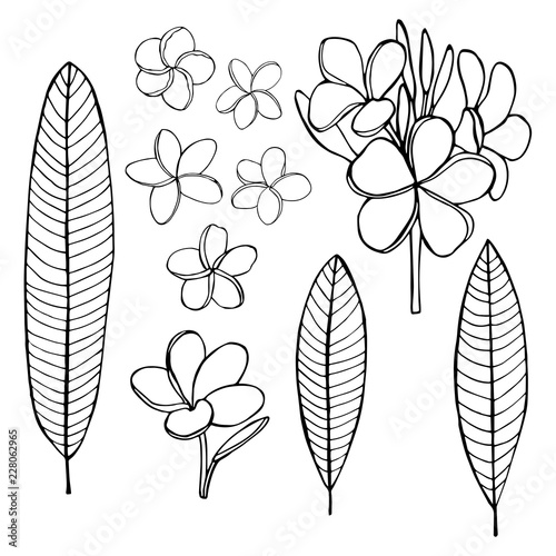 Hand  drawn tropical flowers.Plumeria.Vector sketch  illustration.
