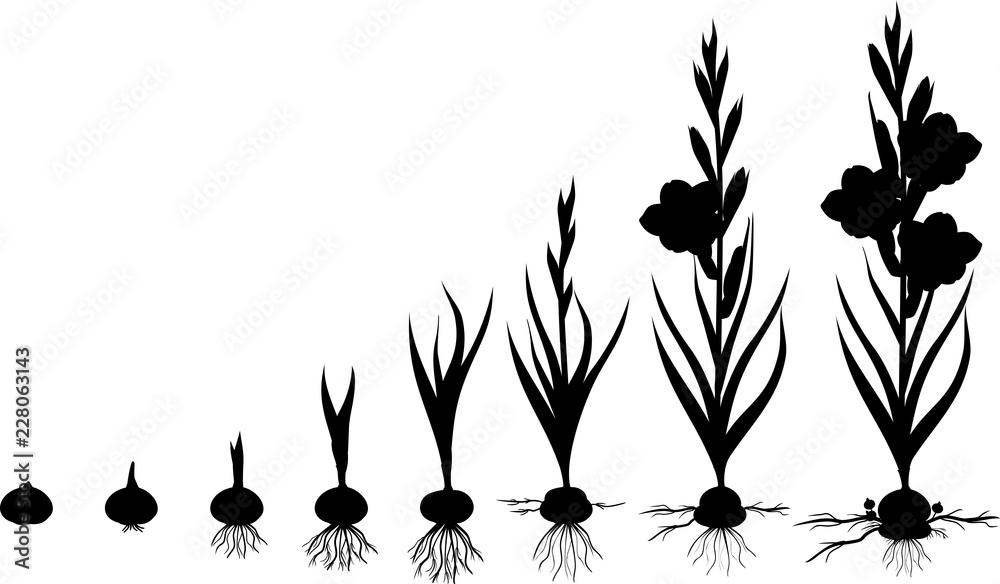 Life cycle of gladiolus plant. Stages of growth from planting corm to