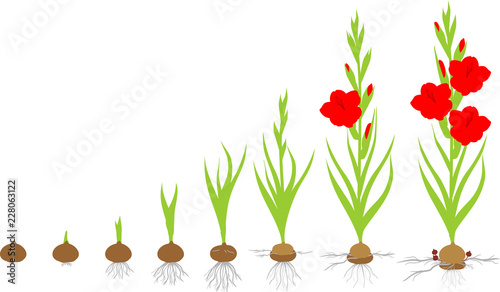 Life cycle of gladiolus plant. Stages of growth from planting corm to adult plant with flowers
