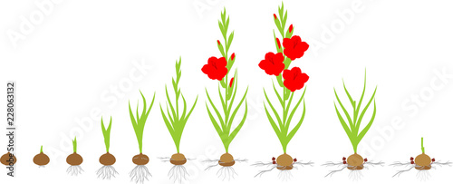 Life cycle of gladiolus plant. Stages of growth from planting corm to adult plant with flowers photo