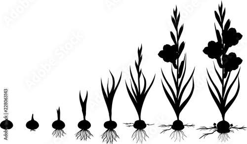 Life cycle of gladiolus plant. Stages of growth from planting corm to adult plant with flowers