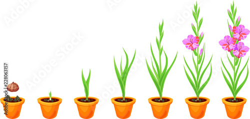 Life cycle of gladiolus plant. Stages of growth from planting corm to adult plant with flowers