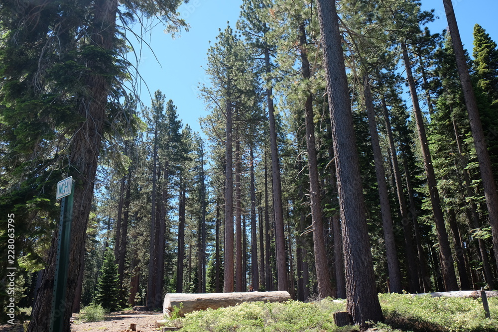 Obraz premium Forest view