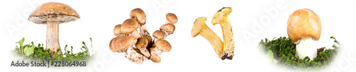 Mushrooms. Collage