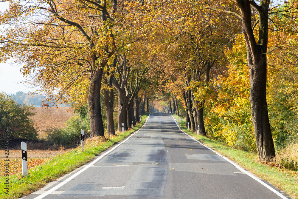 Romantic country road with autumn trees in Mecklenburg, Northern Germany