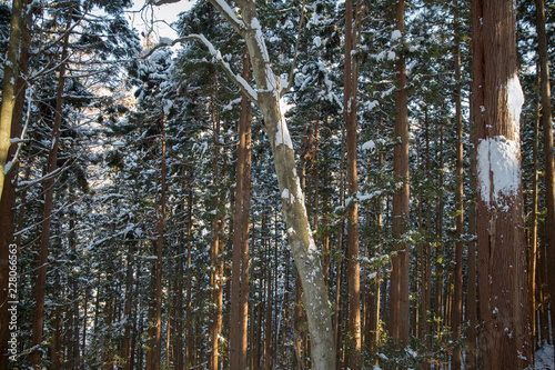 nature, landscape and wildlife concept - winter forest in japan