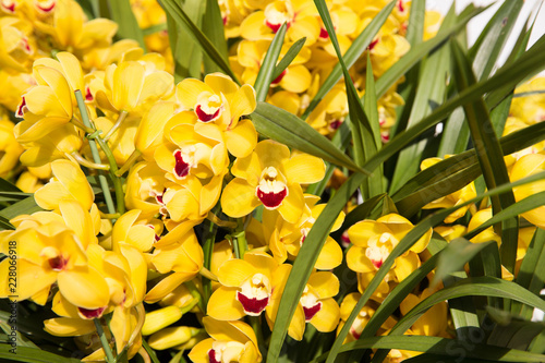 gardening, botany, texture and flora concept - beautiful yellow orchid flowers