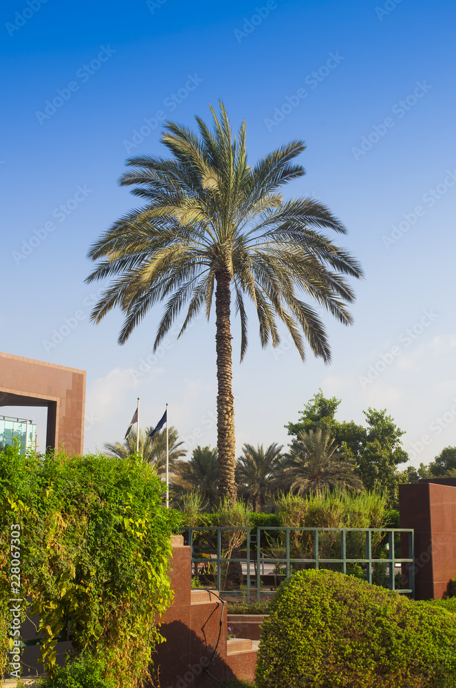 Fototapeta premium palm tree in nature with clear blue sky