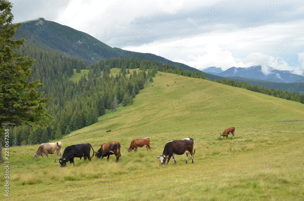 mountains cows nature