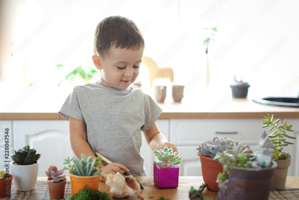 boy transplants succulents at table, help mom. boy transplants succulents at table, help mom.