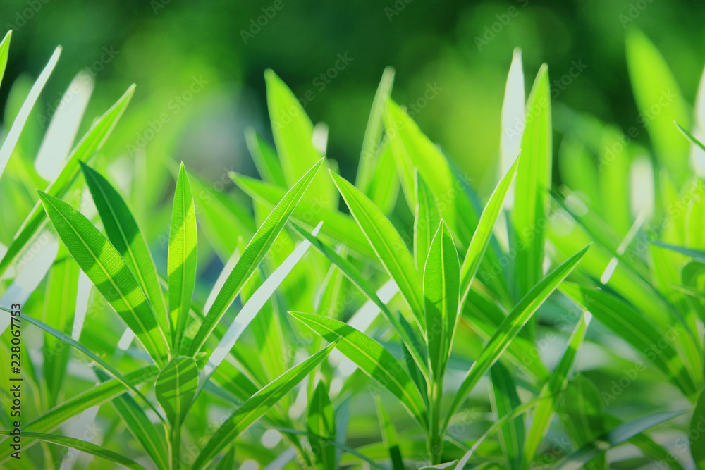 nature view of green leaf. nature view of green leaf.
