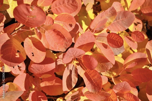 autumn leaves background