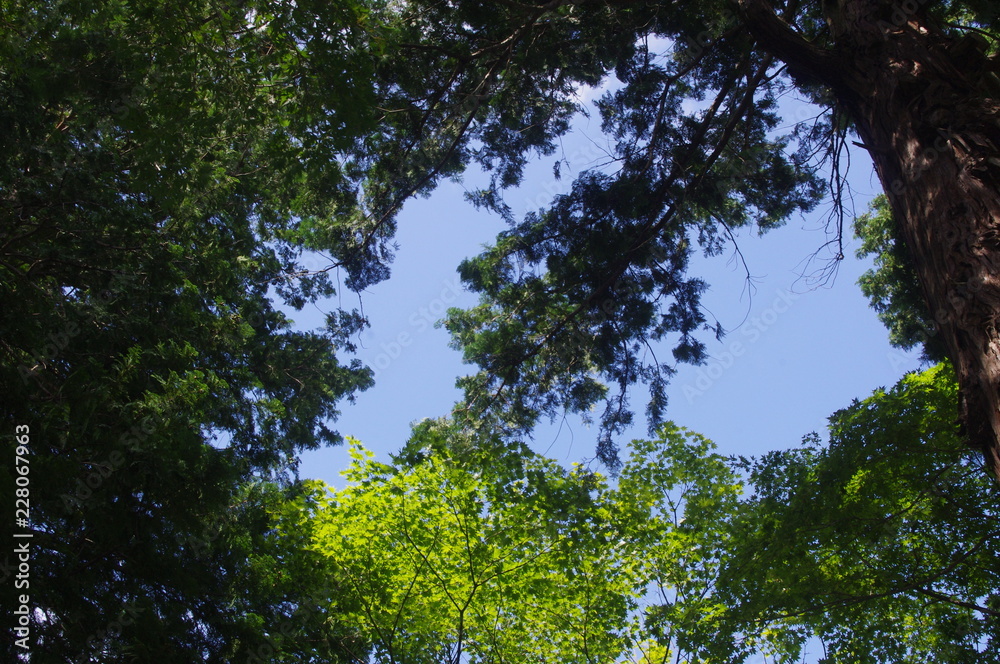 Obraz premium Sky and Trees