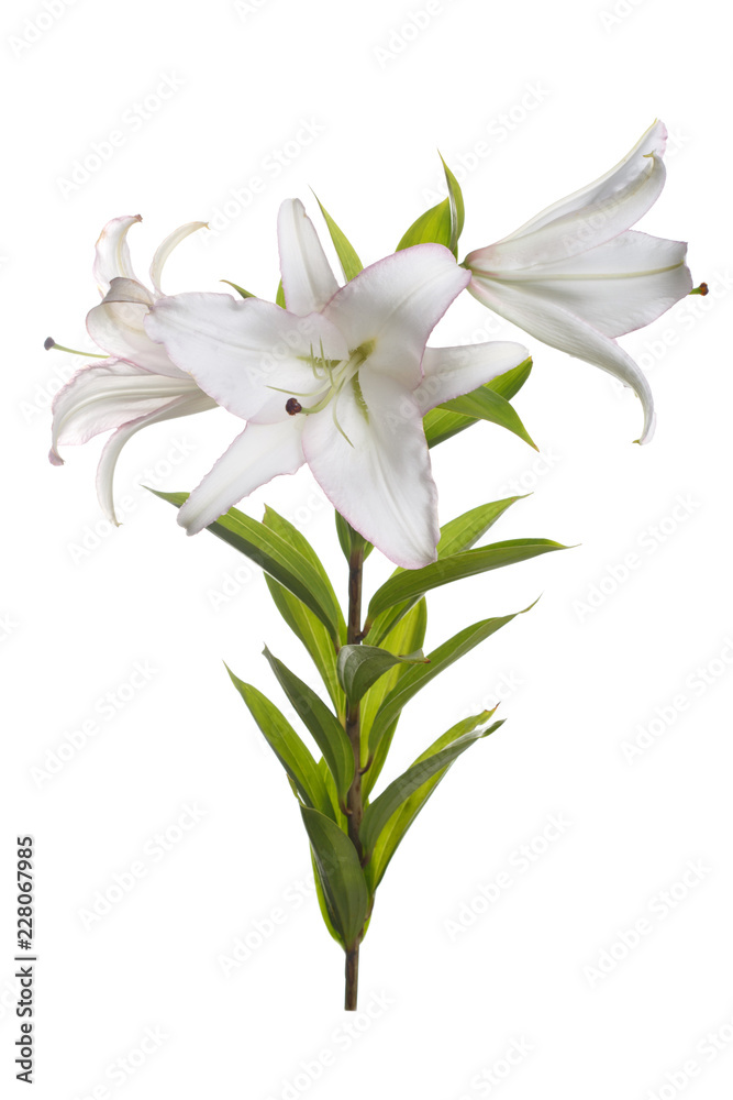 A branch of delicate white pink border lilies with  isolated.