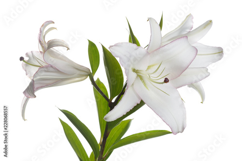A branch of delicate white pink border lilies with isolated.