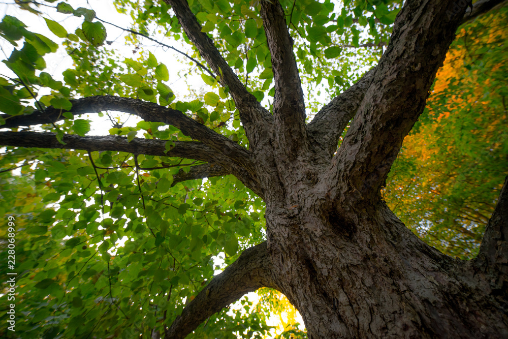 Tree in the public park, late summer, bokeh, northern Croatia, Mediterranean Tree in the public park, late summer, bokeh, northern Croatia, Mediterranean