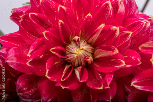 Fototapeta Naklejka Na Ścianę i Meble -  Red dahlia flower isolated on white background