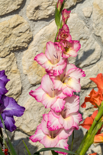 Fototapeta Naklejka Na Ścianę i Meble -  Head of  gladiolus flower against the background of a limestone wall