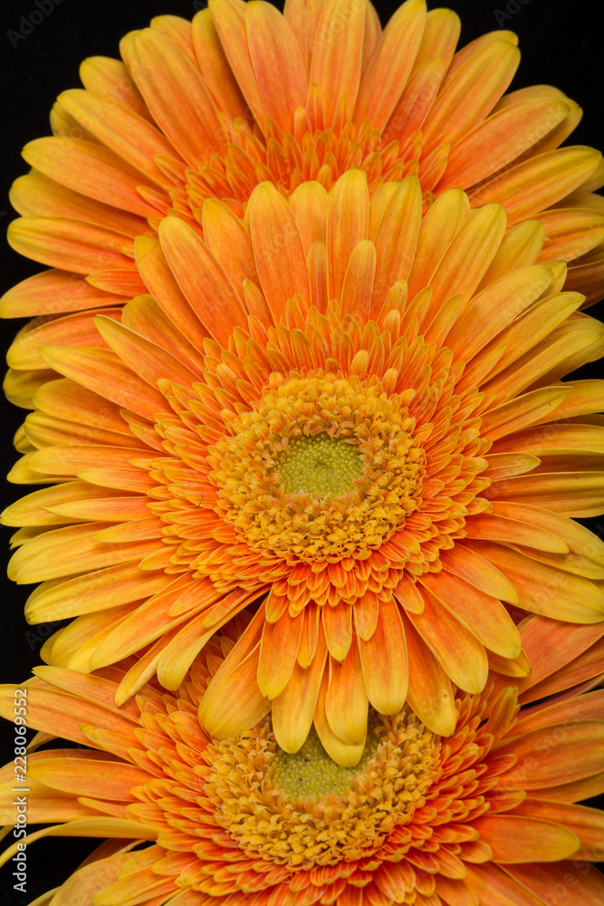 Subtle orange gerbera flowers on black background