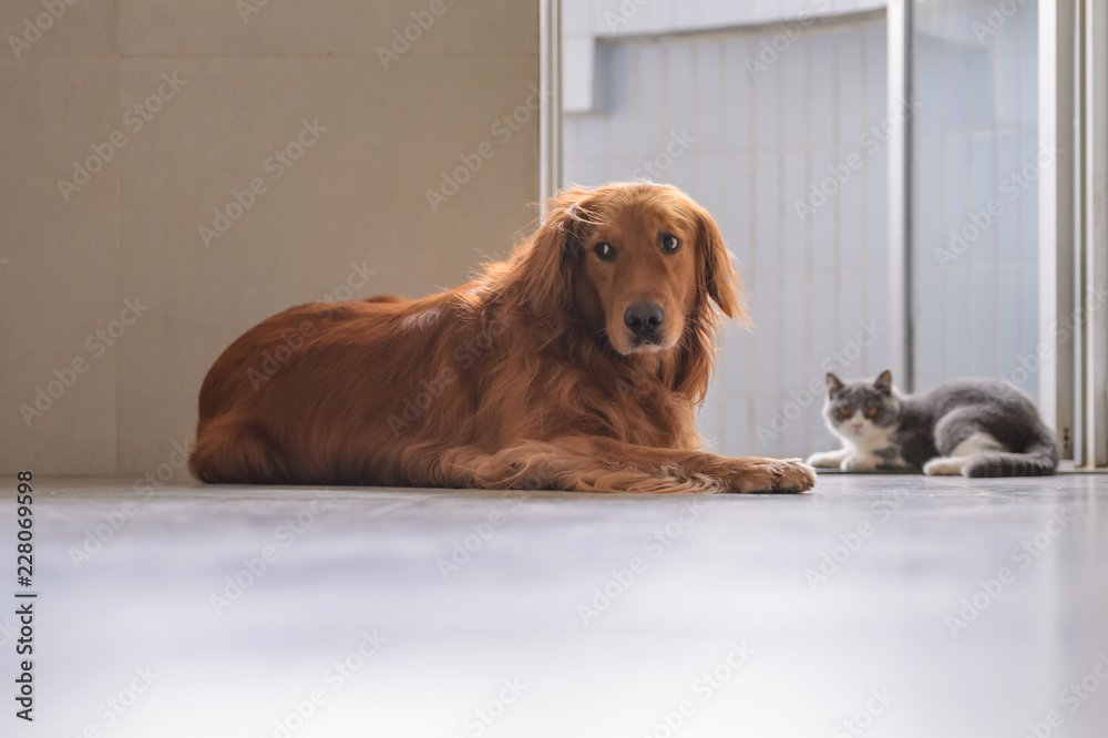 Golden Retriever and Kitten