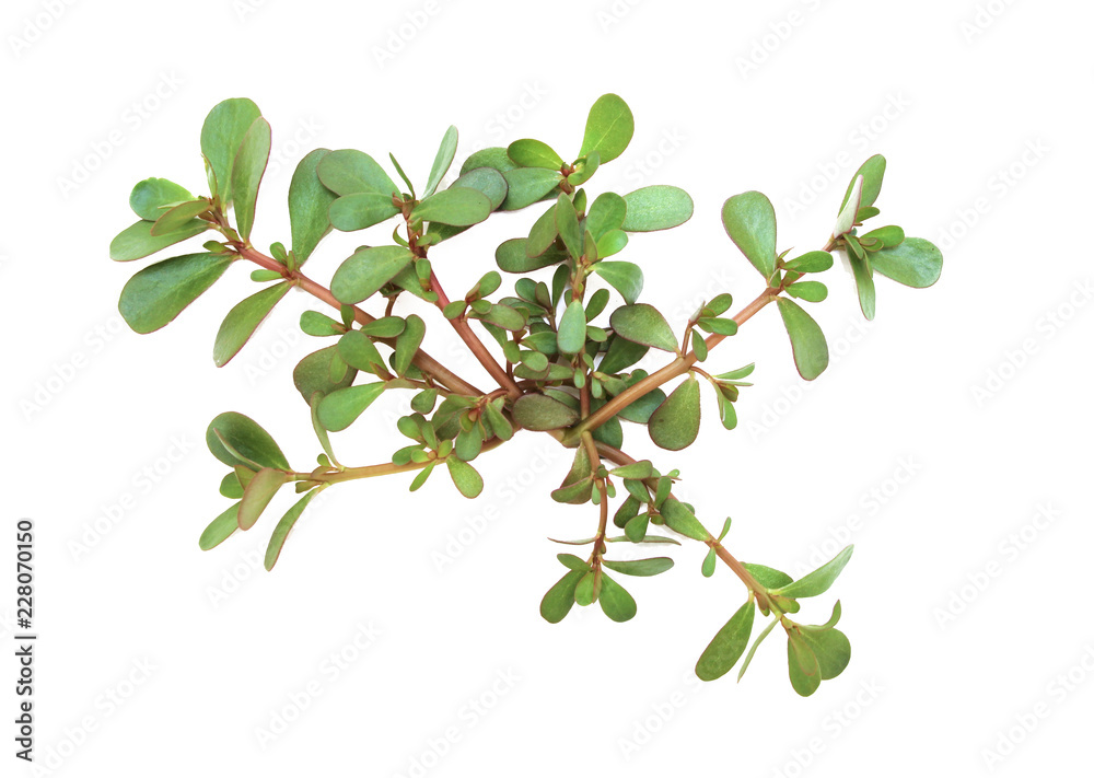 Portulaca oleracea (common purslane, verdolaga, red root, pursley) on white background. It is used as traditional Chinese medical herbal, which has cooling and detoxification effect. Portulaca oleracea (common purslane, verdolaga, red root, pursley) on white background. It is used as traditional Chinese medical herbal, which has cooling and detoxification effect.