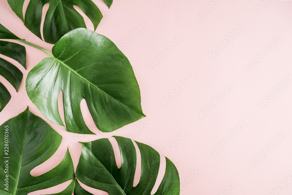 Tropical leaves Monstera on pastel pink background. Flat lay, top view, copy space  - obrazy, fototapety, plakaty 