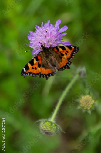 schmetterling im Farbrausch