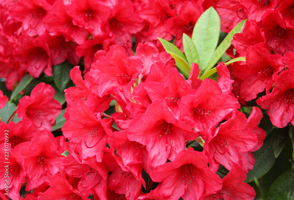 Red azalea (rhododendron) bush in full bloom in spring time Red azalea (rhododendron) bush in full bloom in spring time