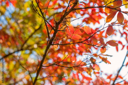 Yellow, red and green leaves on the trees. Sunlight through autumn leaves and sky. Bright colors on the branches. Natural background and nature
