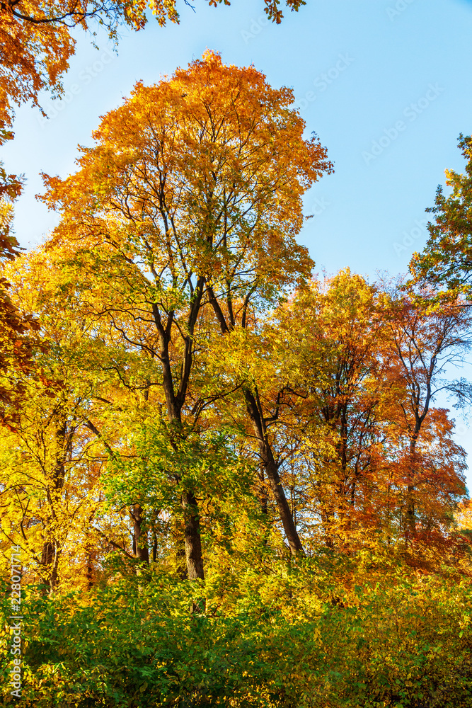 Autumn Trees and Leaves in Sunlight Rays