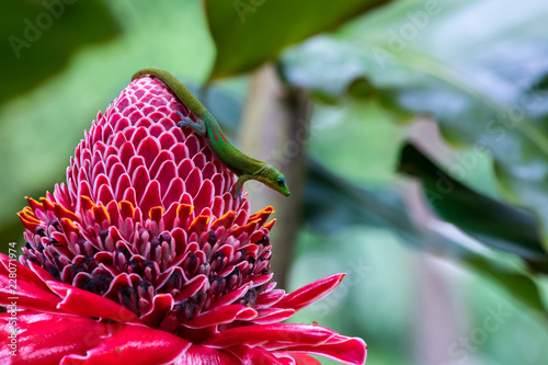 Gold dust day gecko (phelsuma laticauda) on vivid red torch ginger blossom (etlingera elatior), in Hawaiian Big Island's Akaka Falls State park. photo