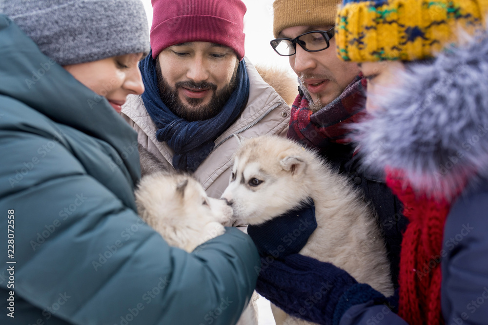 Group of young people playing with adorable husky puppies and enjoying nice winter day outdoors Group of young people playing with adorable husky puppies and enjoying nice winter day outdoors