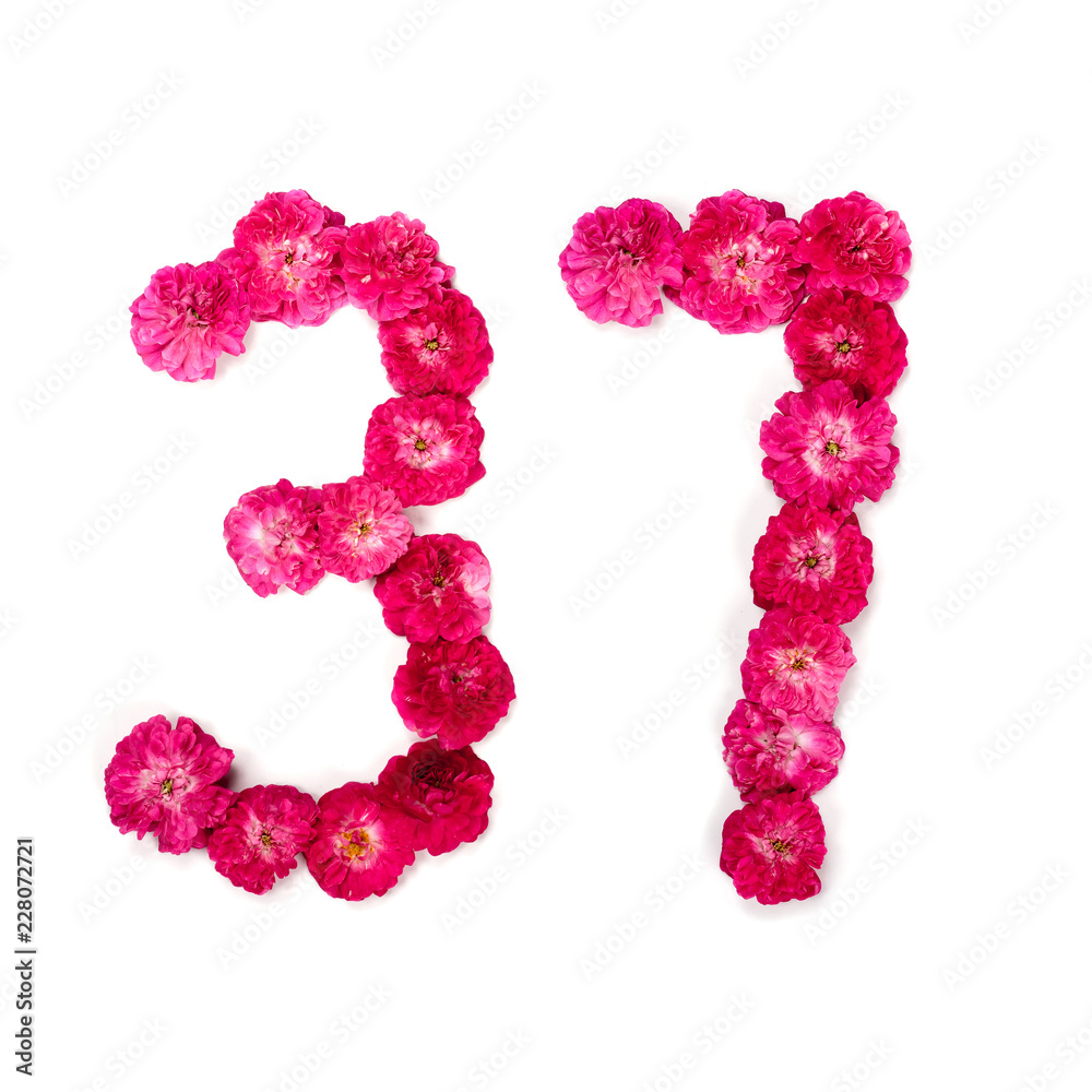 number 37 from flowers of a red and pink rose on a white background. Typographical element for design. Flower numbers, date, isolate, isolated