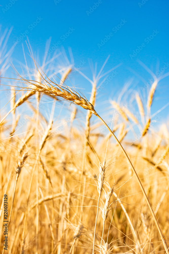field with wheat against the sky field with wheat against the sky