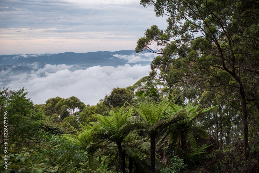 Rainforest Rainforest