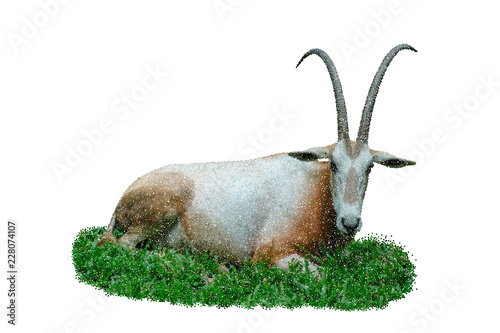 Oryx gazella. Isolated on w...