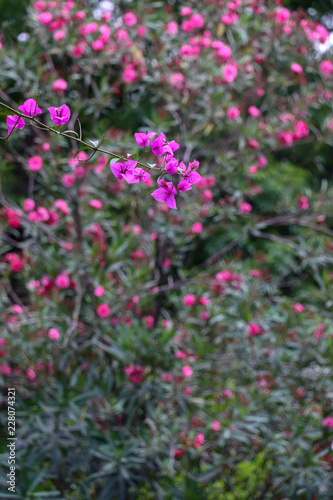 Pink flowers in the garden
