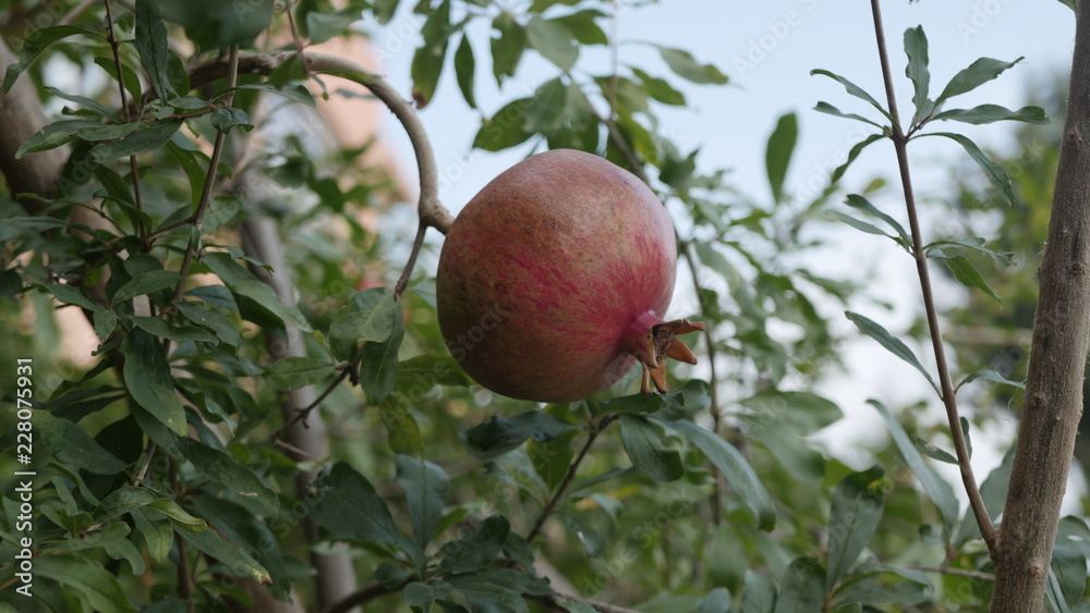 pomegranate fruit on the tree pomegranate fruit on the tree