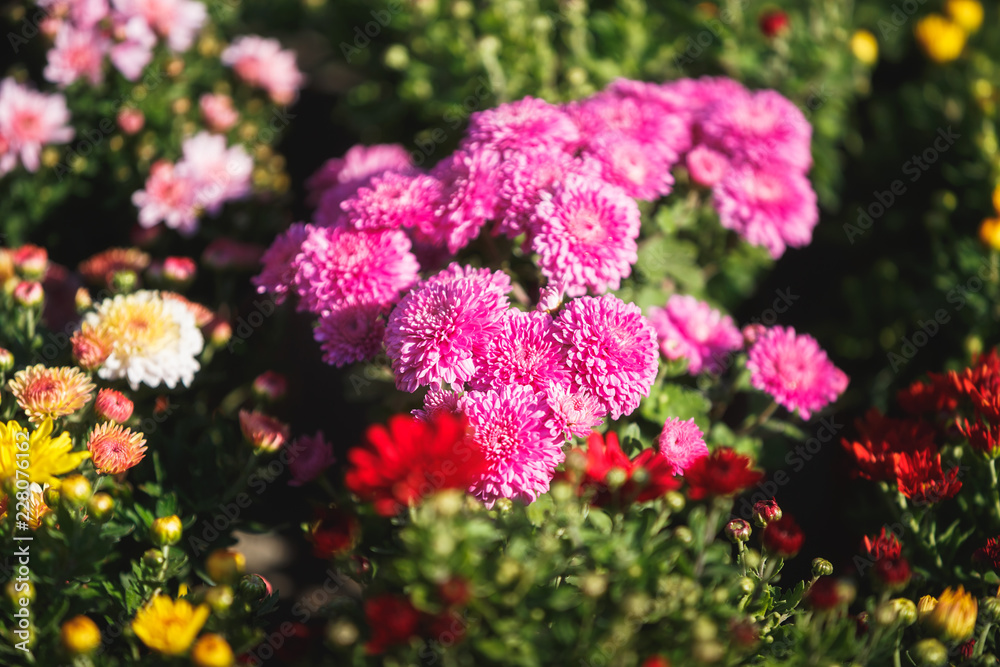 Fototapeta premium Colorful flowers. Chrysanthemums flowers ready for planting, selective focus