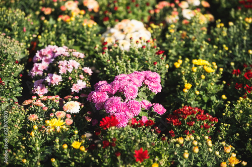 Colorful flowers. Chrysanthemums flowers ready for planting, selective focus