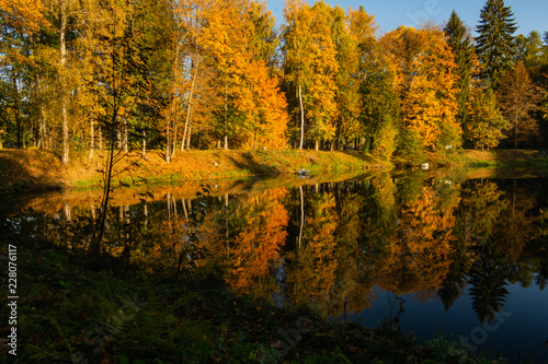 Beautiful autumn landscape with yellow trees green and sun. Colorful foliage in the park. Falling leaves natural background