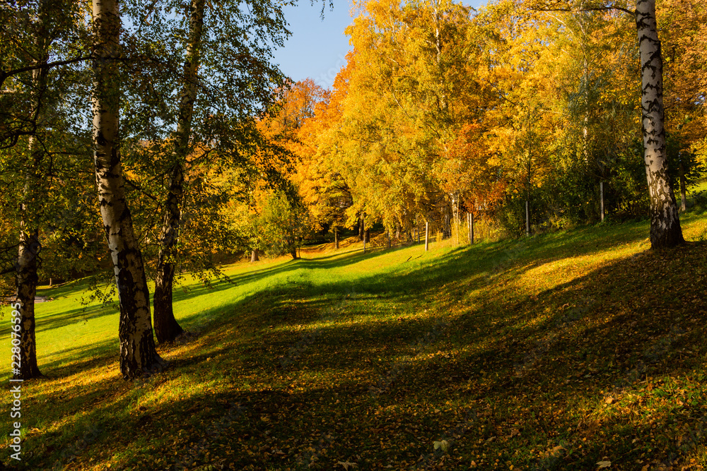 Beautiful autumn landscape with yellow trees,green and sun. Colorful foliage in the park. Falling leaves natural background Beautiful autumn landscape with yellow trees,green and sun. Colorful foliage in the park. Falling leaves natural background