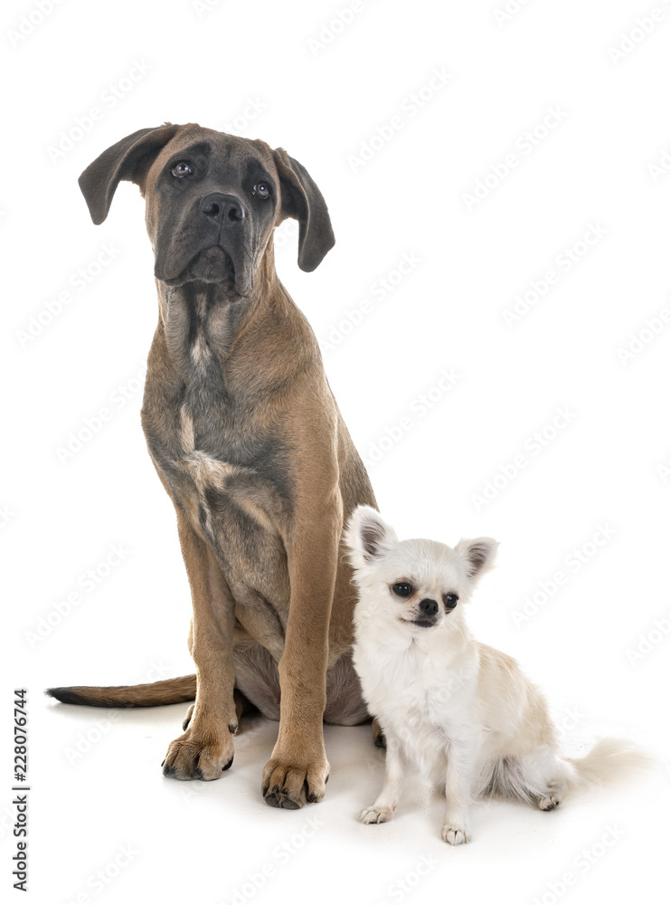 puppy italian mastiff and chihuahua puppy italian mastiff and chihuahua