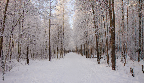 Road in the winter forest © Sergey Tokarev