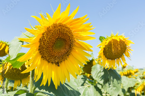 Sunflower natural background.