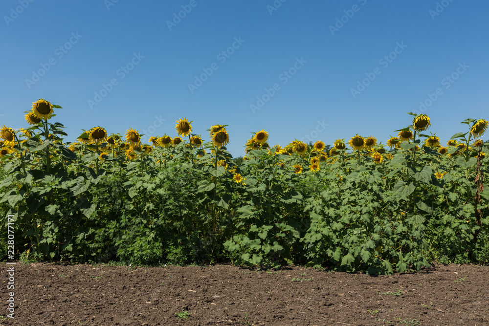sunflower field in an agricultural landscape sunflower field in an agricultural landscape